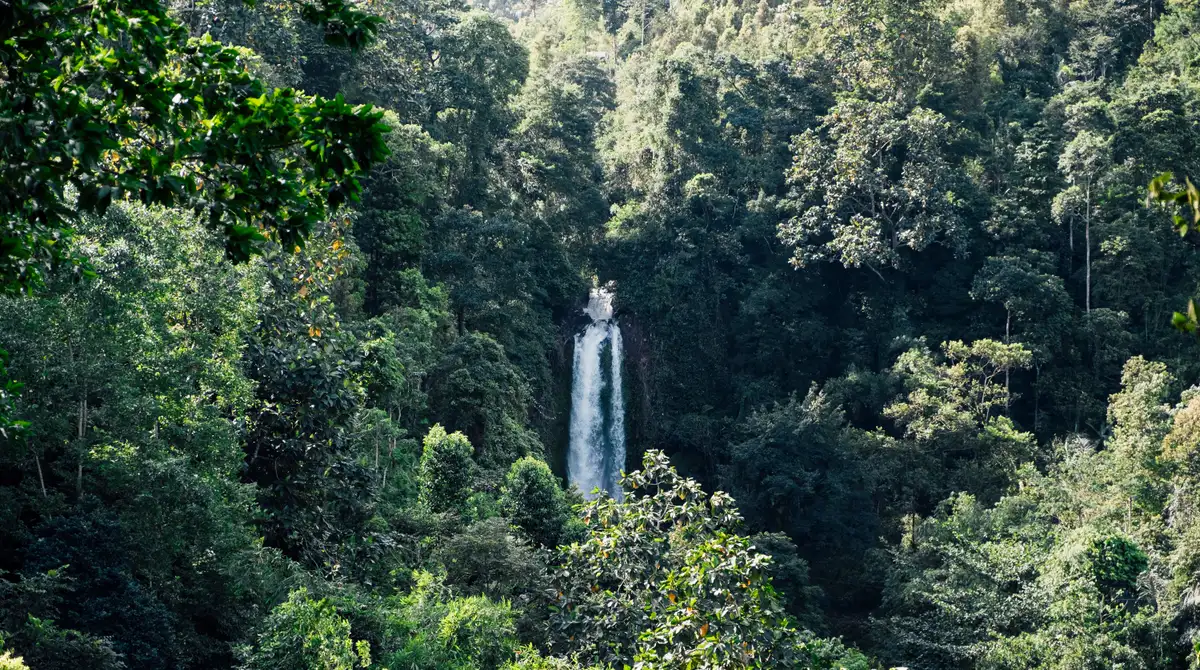 Tropical waterfall pouring into a green jungle pool in Bali, Indonesia
