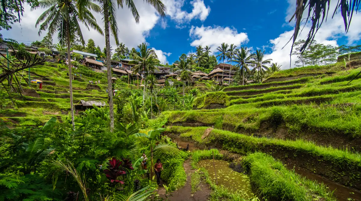 Green terraced rice fields with palm trees in Ubud, Bali, Indonesia