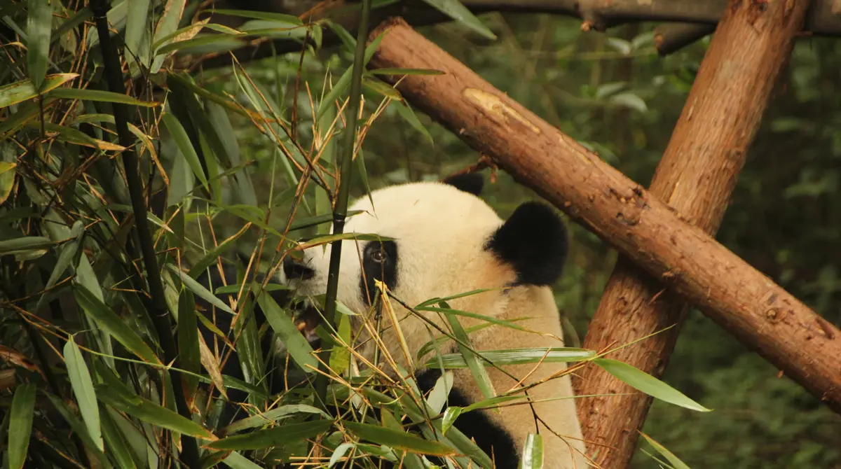 Panda gjigante duke ngrënë bambu në bazën kërkimore të pandave në Chengdu