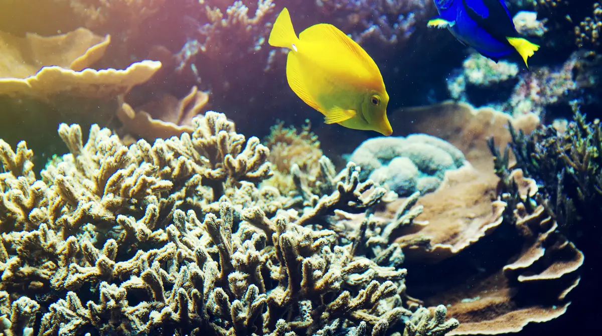 Colorful tropical fish swimming over a coral reef in clear water