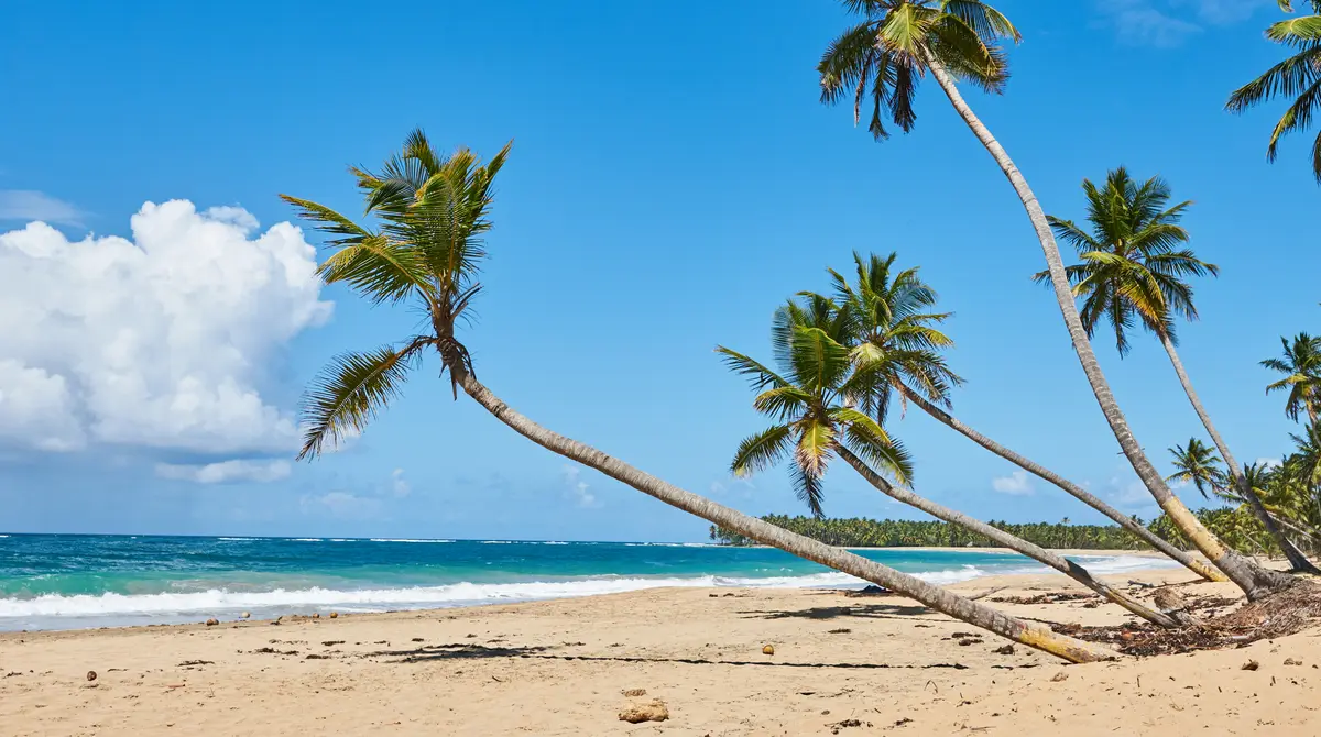 Long white sand beach lined with coconut palms and turquoise sea in Punta Cana